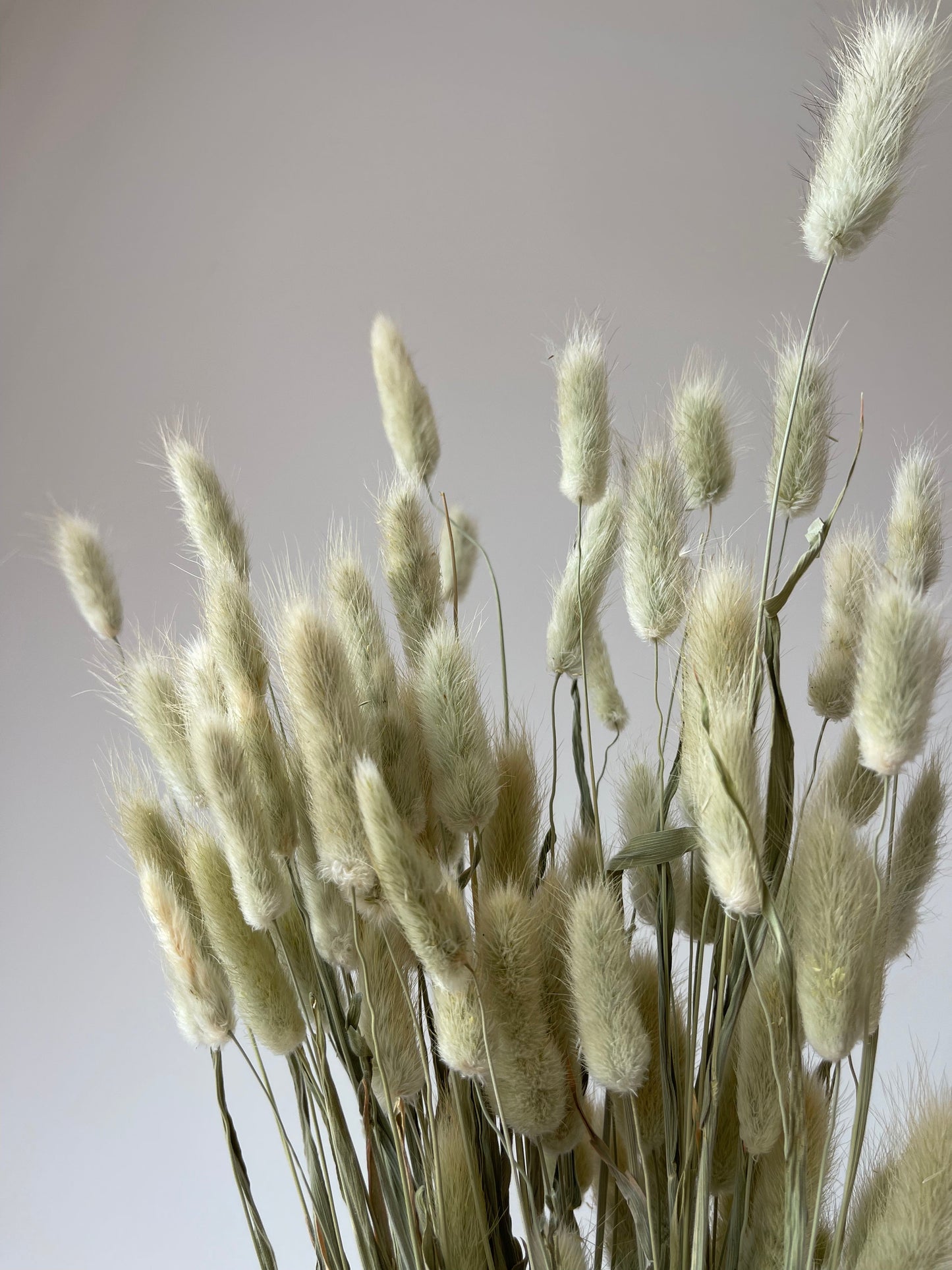 Sage Green Bunny Tails