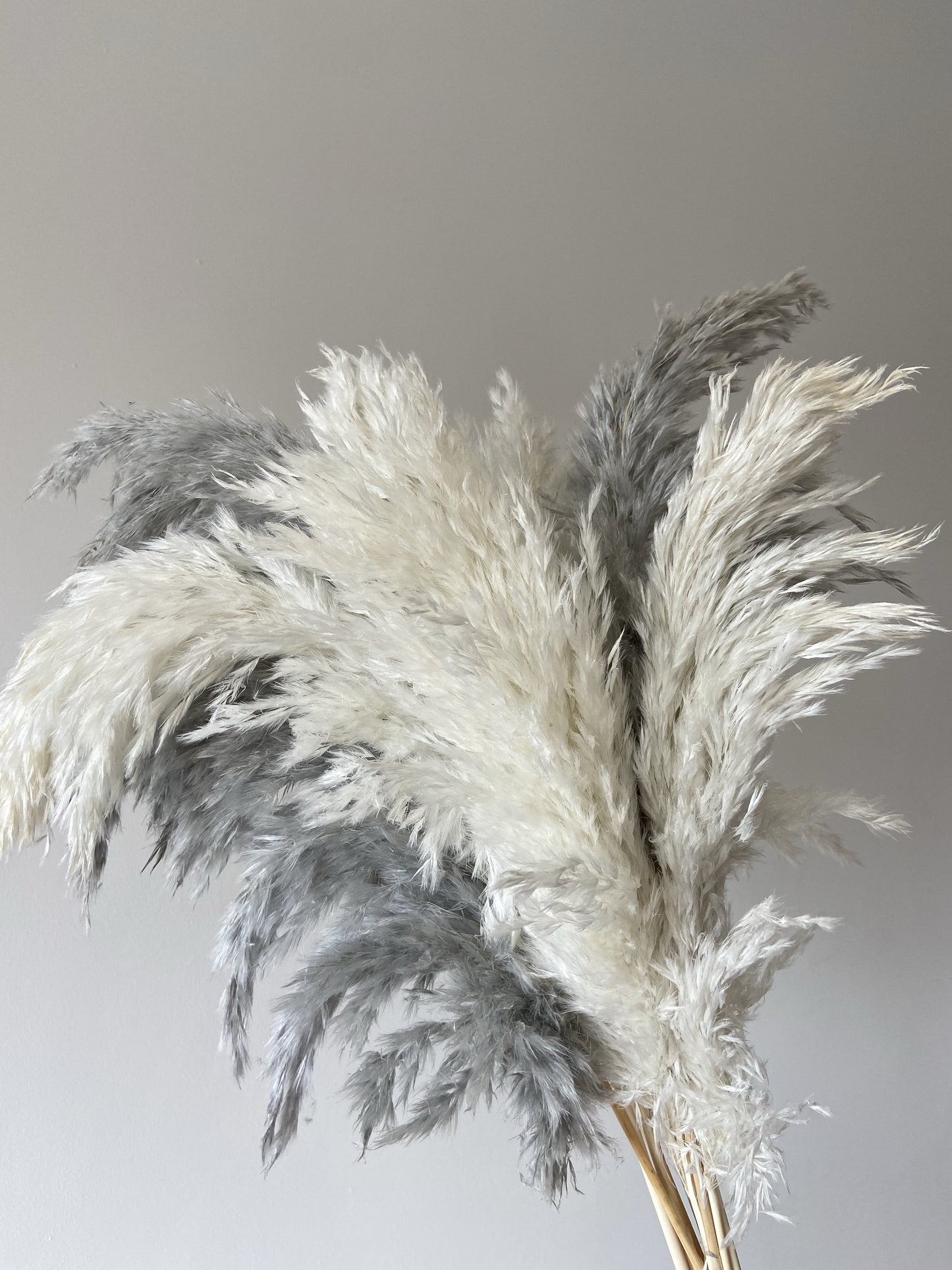 Wild Fluffy Pampas - White & Grey